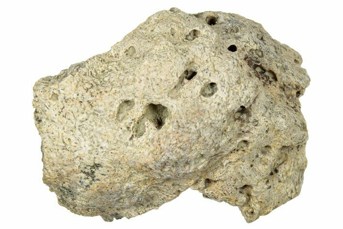 Dinosaur (Triceratops) Frill Shield Section - Montana #330160